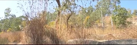ನಂದಿ‌ಬೆಟ್ಟದ ತಪ್ಪಲಿನ ಅರಣ್ಯ ಪ್ರದೇಶ