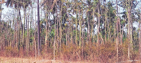 ಸವಣೂರ ಪಟ್ಟಣದ ಹೊರವಲಯದ ವೀಳ್ಯದೆಲೆ ((betel leaf))ತೋಟ ಹಾಳಾಗಿರುವುದು.