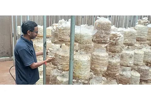 ಧಾರವಾಡ ತಾಲೂಕಿನ ಕೆಲಗೇರಿ ಗ್ರಾಮದ ಅಣಬೆ. 