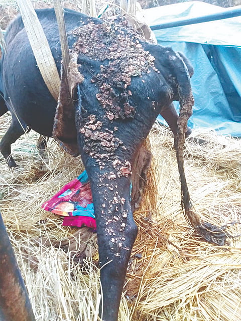 ಉತ್ತಮ ಆರೋಗ್ಯವಂತ ಹಸು ಕಾಲುಗಳು ಕೃಶಗೊಂಡು ರೋಗದಿಂದ ನರಳುತ್ತಿರುವುದು .