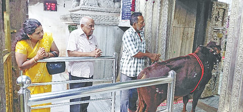 ದೇವಾಲಯದ ಸ್ವಾಮಿಯ ಗರ್ಭಗುಡಿಯಲ್ಲಿ ಪ್ರಸಾದಕ್ಕಾಗಿ ಕಾಯುತ್ತಾ ನಿಂತಿರುವ ನಂದಿ.  