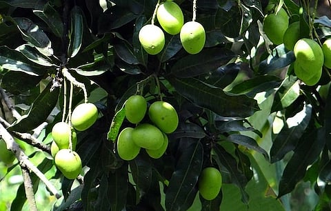 Expand the mango support price scheme.