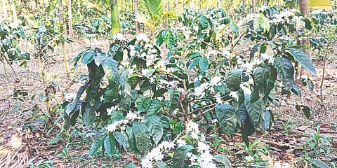 ಅಕಾಲಿಕ ಮಳೆಯಿಂದ ಗಿಡಗಳಲ್ಲಿ ಕಾಫಿ ಹೂ ಅರಳಿರುವುದು.
