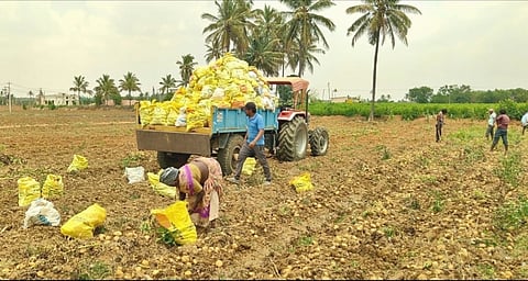 ಕೃಷಿ ಜಮೀನಿನಲ್ಲಿ ಕೃಷಿ ಕೆಲಸದಲ್ಲಿ ತೊಡಗಿರುವ ರೈತರು