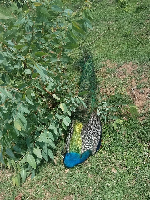 Mysterious death of over 300 peacocks?