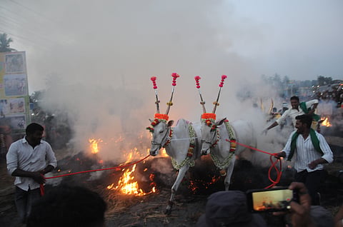 ಮೈಸೂರು ತಾಲೂಕು ಸಿದ್ದಲಿಂಗಪುರ ಗ್ರಾಮದಲ್ಲಿ ಸಂಕ್ರಾಂತಿಯ ಅಂಗವಾಗಿ ಗುರುವಾರ ಸಂಜೆ ರಾಸುಗಳಿಗೆ ಕಿಚ್ಚು ಹಾಯಿಸಲಾಯಿತು. (ಚಿತ್ರ: ಕೆ.ಎಚ್.ಚಂದ್ರು)
