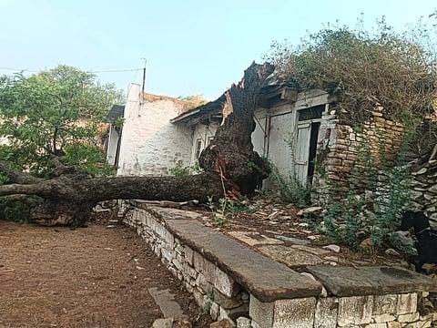 ಬಾಗಲಕೋಟೆ ತಾಲೂಕಿನ ಹಳೇ ಮುರನಾಳ ಗ್ರಾಮದಲ್ಲಿ ಗುರುವಾರ ತಡರಾತ್ರಿ ಸುರಿದ ಭಾರಿ ಮಳೆ, ಗಾಳಿಗೆ ಬೃಹತ್ ಮರವೊಂದ ಬುಡಸಮೇತ ಉರುಳಿ ಬಿದ್ದಿರುವುದು.