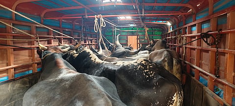 ಎತ್ತುಗಳನ್ನು ವಶಕ್ಕೆ ಪಡೆಯಲಾಯಿತು