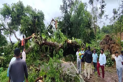 ಸೊರಬ ತಾಲೂಕಿನ ಉಳವಿ-ಸಾಗರ ಮುಖ್ಯ ರಸ್ತೆಯಲ್ಲಿ ಬೃಹತ್ ಗಾತ್ರದ ಮಾವಿನ ಮರ ಬಿದ್ದಿರುವುದು.