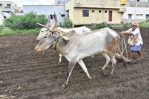 ಮುಂಗಾರು ಹಂಗಾಮು ಬಿತ್ತನೆ