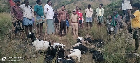 ಕೊಳ್ಳೇಗಾಲ ತಾಲೂಕಿನ ಜಾಗೇರಿ ಹಳೇ ಕೋಟೆ ಅರಣ್ಯ ಪ್ರದೇಶದಲ್ಲಿ ಮೇಕೆಗಳು ಸತ್ತು ಬಿದ್ದಿರುವುದನ್ನು ಕೊಳ್ಳೇಗಾಲ ಬಫರ್ ವಲಯದ ಆರ್‌ಎಫ್‌ಒ ರವಿಕುಮಾರ್ ಭೇಟಿ ಮಾಡಿ ಪರಿಶೀಲಿಸಿದರು.