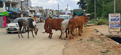 ಮಾಗಡಿಯ ಬಿಕೆ ರಸ್ತೆಯ ತುಂಬ ಬಿಡಾಡಿ ದನಗಳಿಂದ ವಾಹನ ಸವಾರರಿಗೆ ಕಿರಿಕಿರಿ.