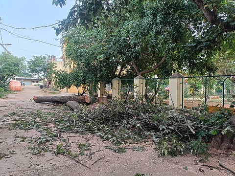 ವಿಜಯಪುರ ಬಸವೇಶ್ವರನಗರದ ಉದ್ಯಾನವನದ ಬಳಿಯಿರುವ ಸುಮಾರು 20&25 ವರ್ಷಗಳ ಹಳೆಯದಾದ, 40 ಅಡಿ ಎತ್ತರದ ಸಿಲ್ವರ್​ ಟ್ರೀ ಮರ ಬುಡಸಮೇತ ವಾಲಿದ್ದುದನ್ನು ಅರಣ್ಯ ಇಲಾಖೆಯವರು ತೆರವುಗೊಳಿಸಿರುವುದು.