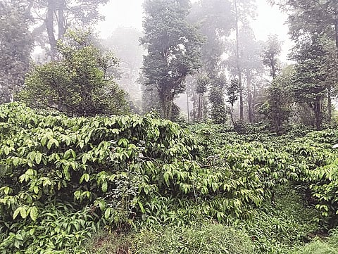 ಬೇಟೋಳಿ ಗ್ರಾಮದ ರೈತ ಬಿ.ಕೆ.ವಿಶ್ವನಾಥ್ ಅವರ  ಕಾಫಿತೋಟ.