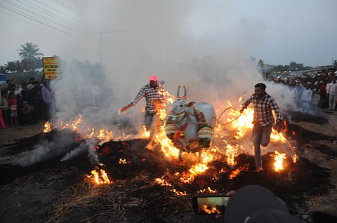 ಮಕರ ಸಂಕ್ರಾಂತಿ ಹಬ್ಬ