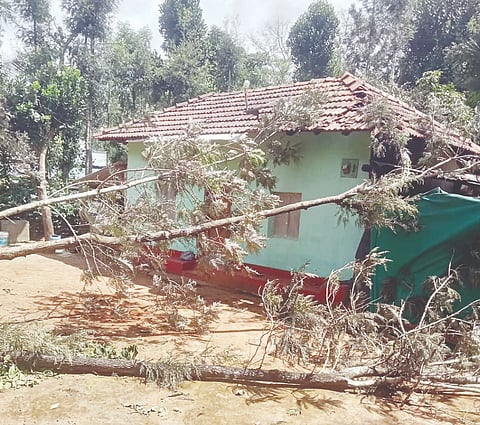ಬೇಲೂರು ತಾಲೂಕಿನ ಕೌರಿ ಗ್ರಾಮದ ಕಾಫಿ ತೋಟದಲ್ಲಿ ಮದವೇರಿದ ಎರಡು ಕಾಡಾನೆಗಳು ಒಂದಕ್ಕೊಂದು ಕಾದಾಟ ನಡೆಸಿದ ಸಂದರ್ಭ ಮರಗಳು ವಾಸದ ಮನೆ ಮೇಲೆಯೇ ಬಿದಿದ್ದರಿಂದ ಮನೆ ಜಖಂ ಗೊಂಡಿರುವುದು. ಮನೆ ಗೋಡೆ ಪಕ್ಕದಲ್ಲೆ ಕಾಡಾನೆ ತೆರಳುತ್ತಿರುವುದು.