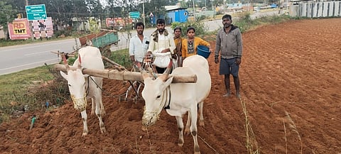 It rained...millet sowing has accelerated!