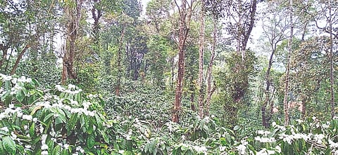    ನಂದ ರವರ ಕಾಫಿ ತೋಟ ಹಾಗೂ  ಮೆಣಸಿನ ಬಳ್ಳಿಗಳು. 