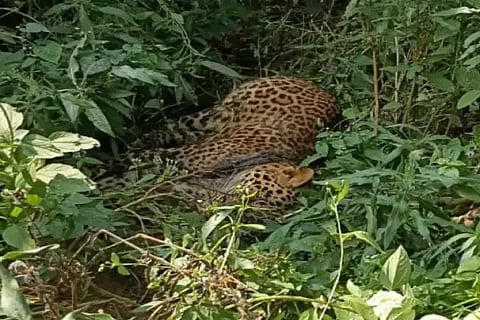 ಉರುಳಿಗೆ ಸಿಲುಕಿ ಮೃತಪಟ್ಟಿರುವ ಚಿರತೆ.