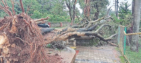 ಸೋಮವಾರಪೇಟೆ ಪಟ್ಟಣದ ಆನೆಕೆರೆ ಸಮೀಪದ ಪಾರ್ಕ್‌ನಲ್ಲಿ ಮರ ಬಿದ್ದು ಹಾನಿಯಾಗಿರುವುದು.