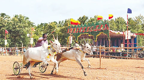 ಪಾಂಡವಪುರ  ತಾಲೂಕಿನ ಕೆನ್ನಾಳು ಗ್ರಾಮದ ಬಳಿ ಆಯೋಜಿಸಿದ್ದ ರಾಜ್ಯಮಟ್ಟದ ಜೋಡಿ ಕರುಗಳ ಚಕ್ಕಡಿ ಓಟದ ಸ್ಪರ್ಧೆಯ ನೋಟ.