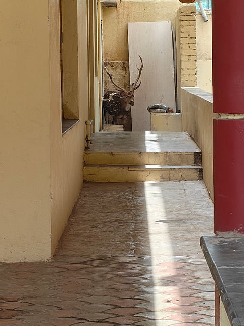 Deer escapes from Kalaburagi zoo