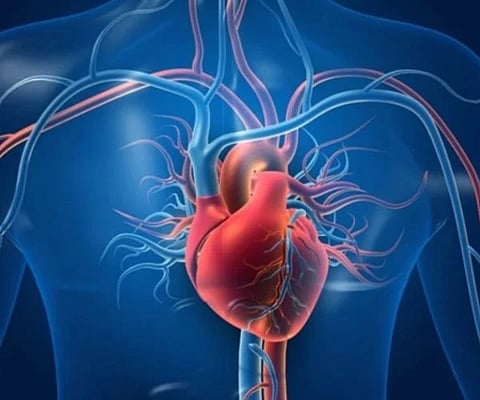 ಹೃದಯದ ಆರೋಗ್ಯಕ್ಕಾಗಿ ಪವರ್‌ಫುಲ್ ಆಹಾರಗಳು..heart