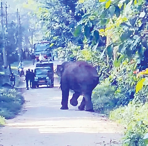 ಬೇಲೂರು ತಾಲೂಕಿನ ಗಂಗಾವರ ಗ್ರಾಮದಲ್ಲಿ ಕಾಡಾನೆ ಚಲನವಲನ ಗಮನಿಸುತಿದ್ದ ಅರಣ್ಯ ಇಲಾಖೆಯ ಇಟಿಎಫ್ ಸಿಬ್ಬಂದಿ ಜೀಪನ್ನೇ ಅಟ್ಟಾಡಿಸುತ್ತಿರುವ ಕಾಡಾನೆ. 