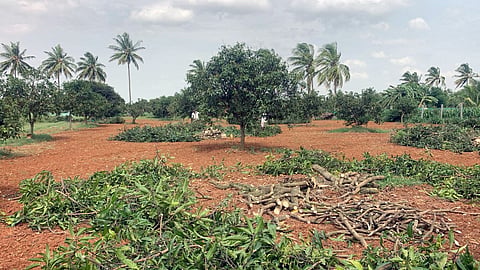 Farmers cut down 9 acres of Totapuri mango orchards.