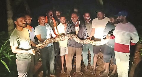 ನಂಜಾಪುರ ಗ್ರಾಮದಲ್ಲಿ ಹೆಬ್ಬಾವನ್ನು ಉರಗ ಪ್ರೇಮಿ  ಜಗದೀಶ್ ಸೆರೆ ಹಿಡಿದಿರುವುದು.