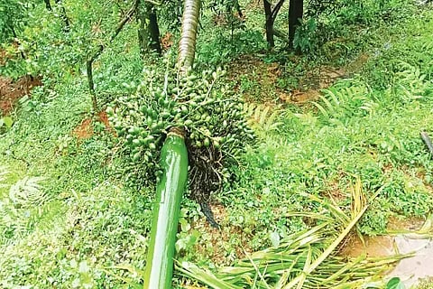 ಹೊಸನಗರ ತಾಲೂಕಿನ ಮೂಡುಗೊಪ್ಪದಲ್ಲಿ ಫಸಲುಭರಿತ ಅಡಿಕೆ ಮರ ಬಿದ್ದಿರುವುದು.