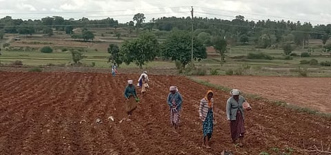 ಅರಕಲಗೂಡು ತಾಲೂಕಿನ ಅಡಿಕೆ ಬೊಮ್ಮನಹಳ್ಳಿ ಗ್ರಾಮದಲ್ಲಿ ಮುಸುಕಿನ ಜೋಳ ಬಿತ್ತನೆಗೆ ರೈತರು ಅಣಿಯಾಗುತ್ತಿರುವುದು.