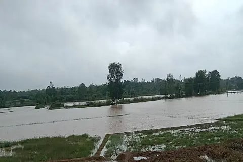 ಸೊರಬ ತಾಲೂಕಿನ ಕೋಣನಮನೆ ಹಳ್ಳ ಉಕ್ಕಿಹರಿದಿದ್ದರಿಂದ ಹುಲ್ತಿಕೊಪ್ಪ ಗ್ರಾಮದಲ್ಲಿ ಜಲಾವೃತವಾಗಿರುವ ಕೃಷಿ ಭೂಮಿ.