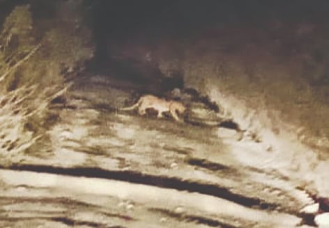 ರಸ್ತೆ ದಾಟುತ್ತಿರುವ ಚಿರತೆ (Leopard )ದೃಶ್ಯ.
