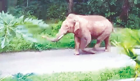 ಕಣಗುಪ್ಪೆ ಗ್ರಾಮದ ರಸ್ತೆಯಲ್ಲಿ ಸಾಗುತ್ತಿರುವ ಒಂಟಿ ಕಾಡಾನೆ