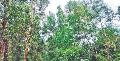 Casual picture of acacia trees
