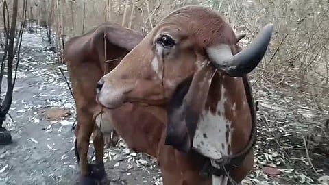 ಹಸುವಿನ ಕಾಲುಗಳನ್ನು ಕಟ್ಟಿ ಹಾಕಿರುವದು