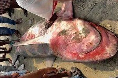 ಕೇರಳದಲ್ಲಿ 350 KG ತೂಕದ ದೈತ್ಯ ಅಚಿನಿ ಶಾರ್ಕ್ ( Achini shark ) ಸೆರೆ