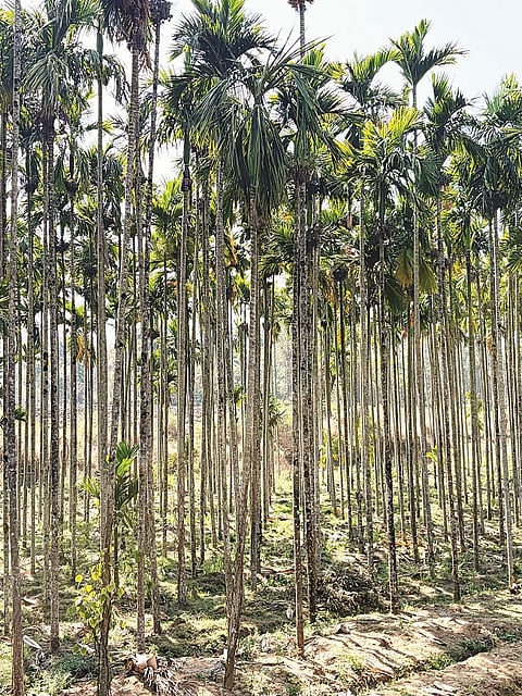 ನಳನಳಿಸುತ್ತಿರುವ ಕಾಫಿ ತೋಟ.