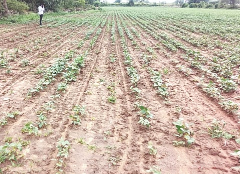 ಬೆಳೆ ನಷ್ಟದ ಸಂಗ್ರಹ ಚಿತ್ರ