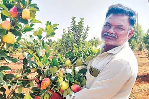 Anantapur farmer apple cultivation