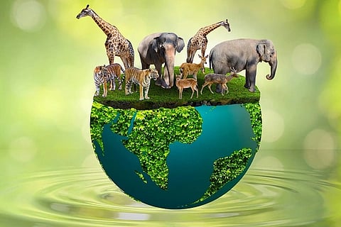 Animals