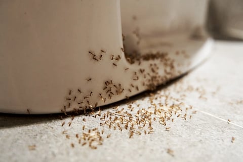 Ants Problem