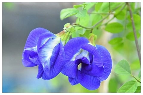 Aparajita Plant Vastu