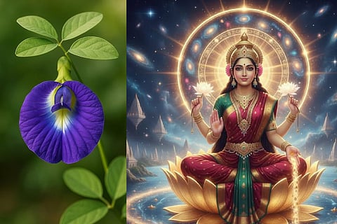 Shankha pushpa plant benefits