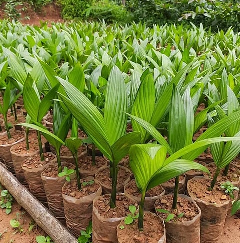 ಆರೋಗ್ಯವಂತ ಅಡಿಕೆ (Areca) ಸಸಿಗಳು