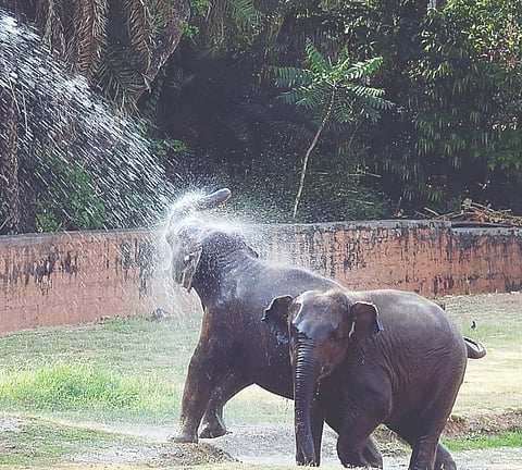 ಮೃಗಾಲಯದಲ್ಲಿ ಬೇಸಿಗೆಯಲ್ಲೂ ತಣ್ಣನೆ ಅನುಭವ