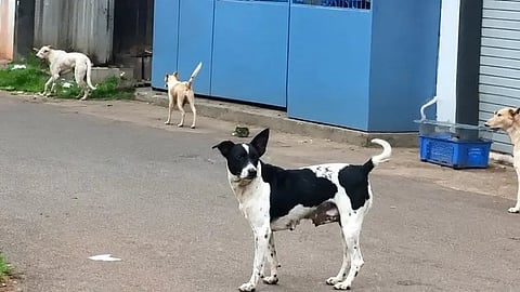 ಸಂಗ್ರಹ ಚಿತ್ರ.