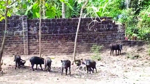 ಮೊಗ್ರಾಲ್ ಪರಿಸರದಲ್ಲಿ ಸಂಜೆ ವೇಳೆ ಹಿತ್ತಿಲೊಂದರಲ್ಲಿ ಕಂಡುಬಂದ ಕಾಡುಹಂದಿಗಳ ಹಿಂಡು.