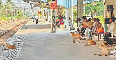 ಕಾಸರಗೋಡು ನಿಲ್ದಾಣದಲ್ಲಿ ಬೀದಿನಾಯಿಗಳು.